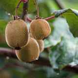 Hardy Kiwi Berry Live Plant, Outdoor Garden Fruit Vine, 4-6 Inch Tall