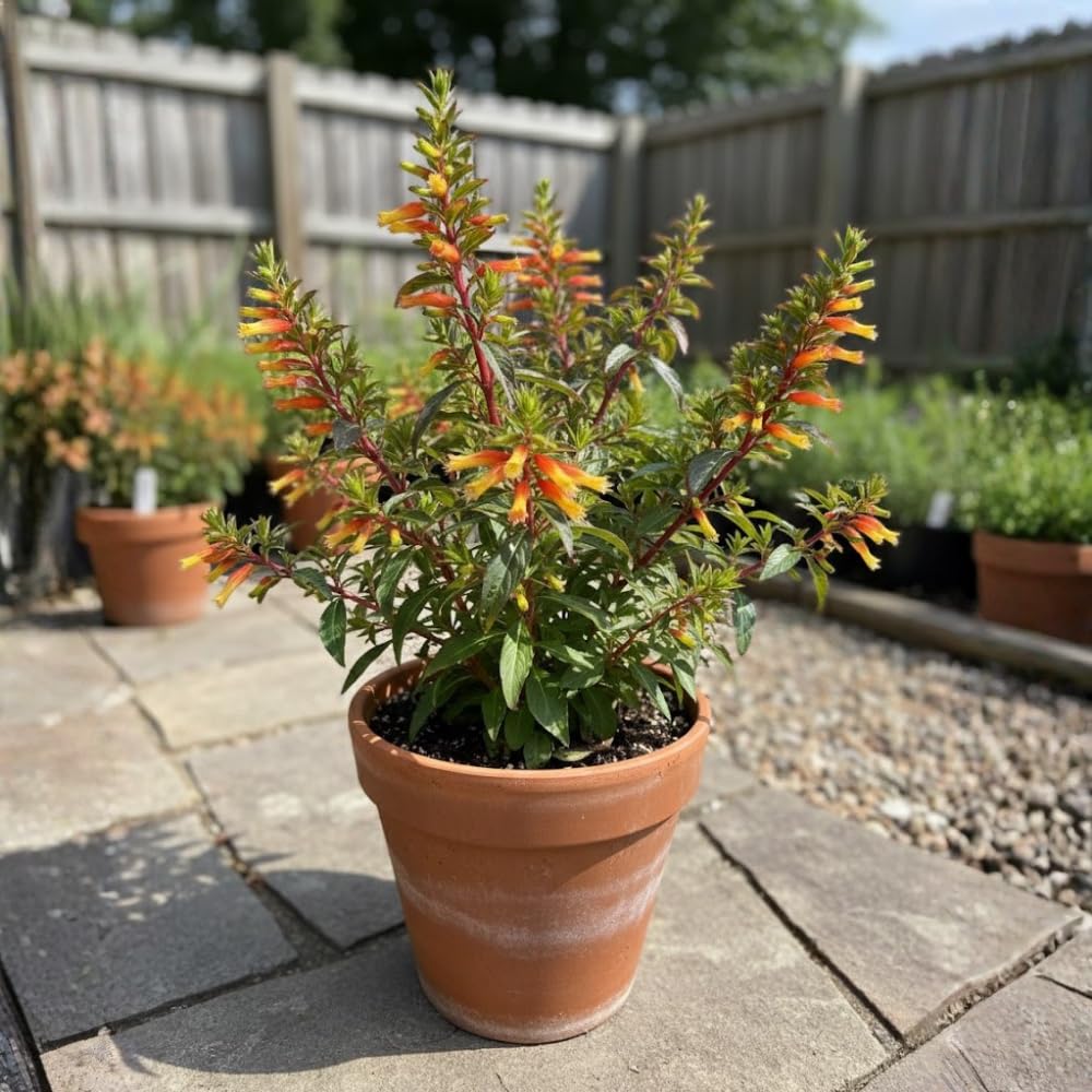 2 Red Live Cuphea Plants, Garden Plant, 4-6 Inch Tall