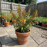 2 Red Live Cuphea Plants, Garden Plant, 4-6 Inch Tall