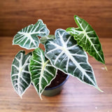 2 Dark Green Alocasia Live Plants, Alocasia Indoor Housplant, 4-6 Inch Tall
