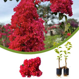 2 Double Red Bougainvillea Plants Live, Indoor Outdoor Plant, 5-7 Inch Tall