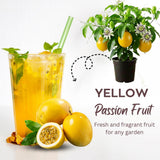 Yellow Live Passion Fruit Plant, Well-Rooted Starter Plant, 4-6 Inch Tall