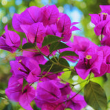 Purple Bougainvillea Live Plant, Flowering Vine, 4 Inch Tall