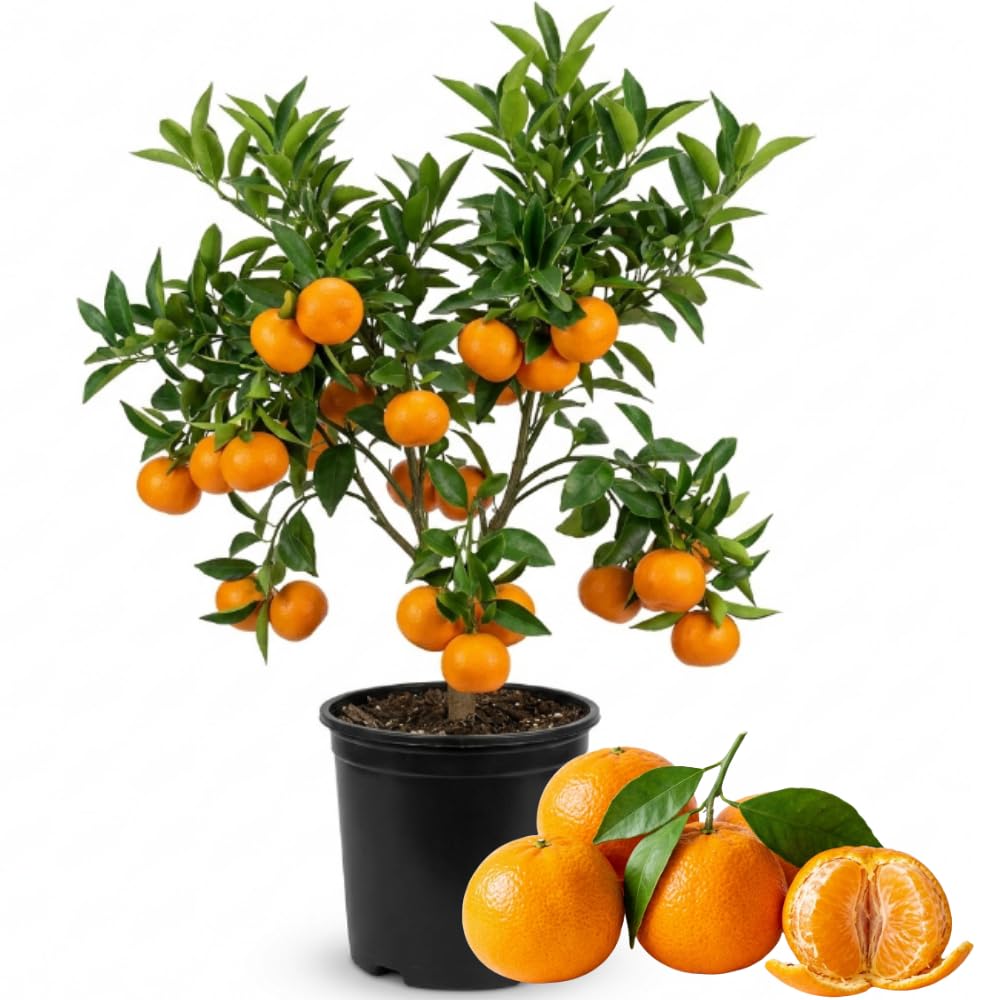 Sweet Satsuma Tree Live Plant, Fruit Plant, 1-2 Ft Tall, 1 Gallon Pot
