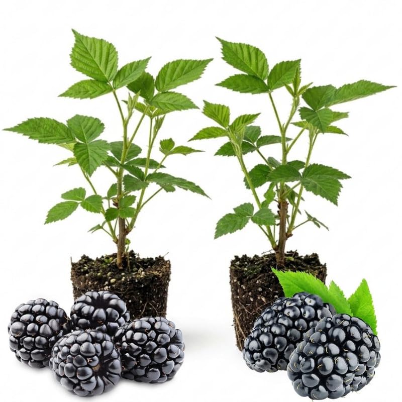 2 Arapaho BlackBerry Live Plants, Berry Bush, 4-7 Inch Tall