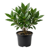 Bay Leaf Tree Live Plant, Bay Laurel Herb, 8-10 Inch Tall