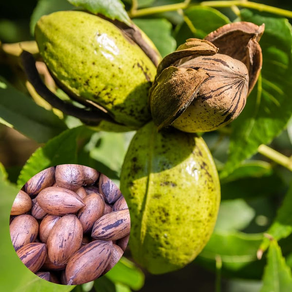 2 Pecan Trees, Starter Plant, 1-2 Ft Tall