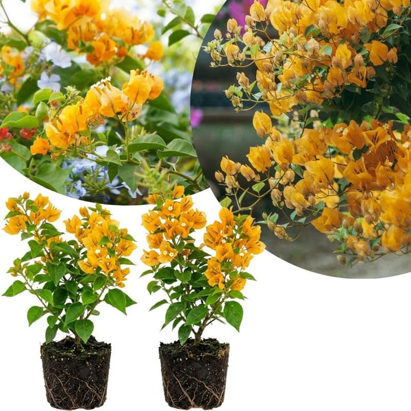 2 Yellow Bougainvillea Plants Live, Garden Flower Vine, 4-7 Inch Tall