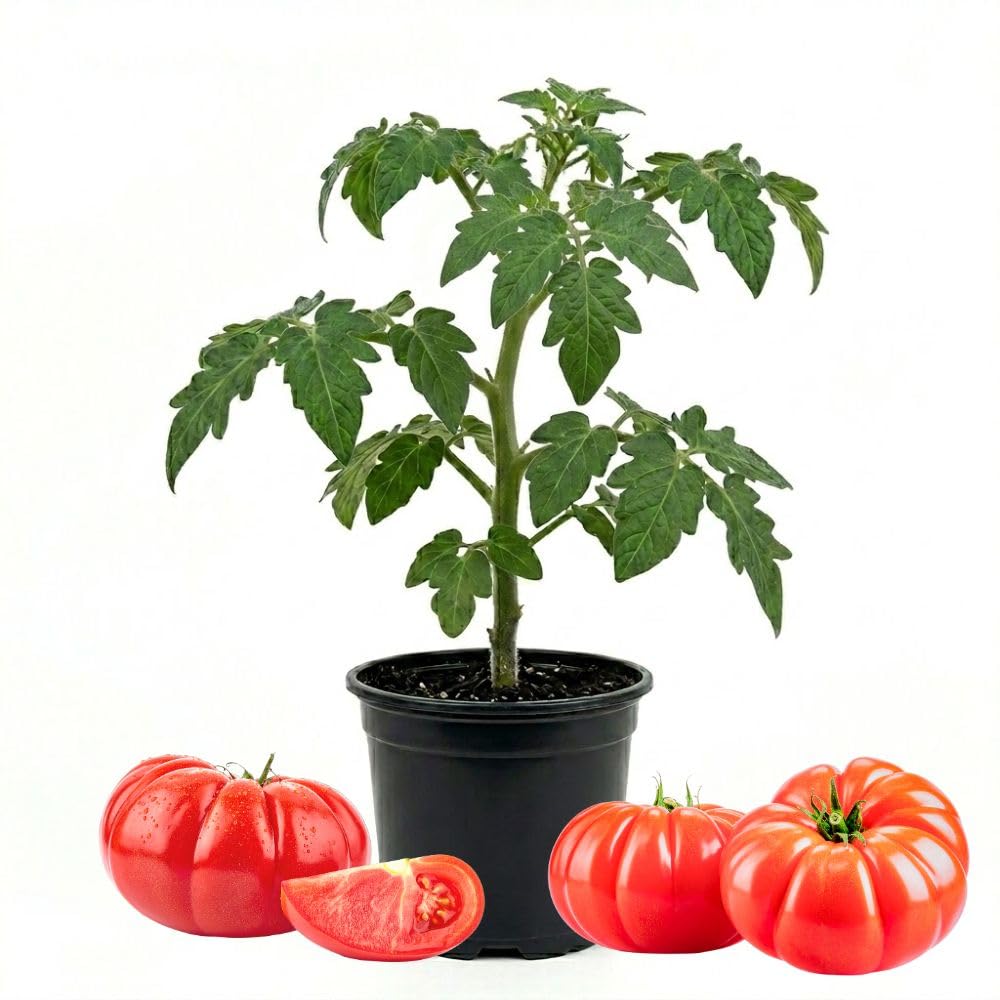Big Red Tomato Live Plant 4-7 Inch Tall, 4 Inch Pot