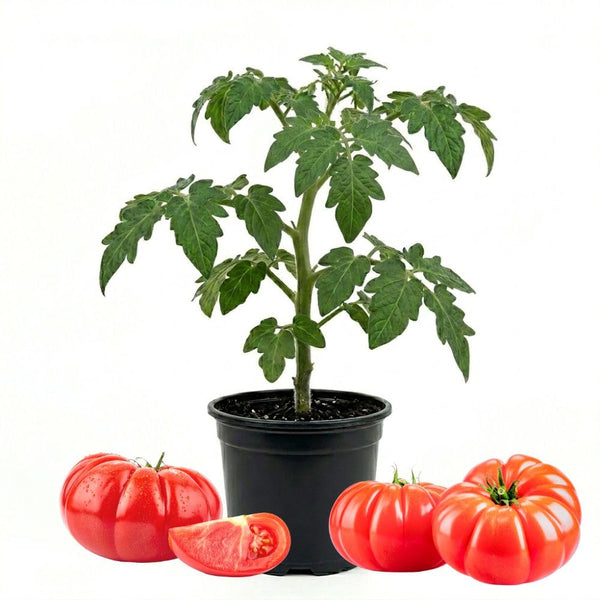 Big Red Tomato Live Plant 4-7 Inch Tall, 4 Inch Pot