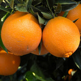 Orange Tree Plant Live, Patio Container Plant, 1-2 Ft Tall, 1 Gallon Pot