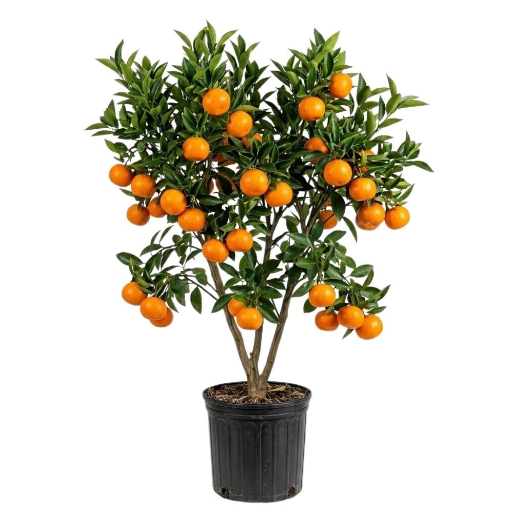 Live Grafted Tangerine Citrus Tree 2-3 Feet Tall