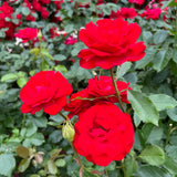 Miniature Rose Live Plant, Hardy Rose Plant, 3-5 Inch Tall, 3.5 Inch Pot