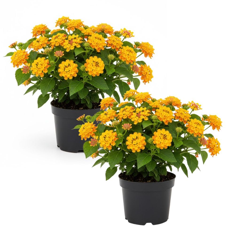 Set 2 Gold Lantana Live Plant 4-6 Inches Tall