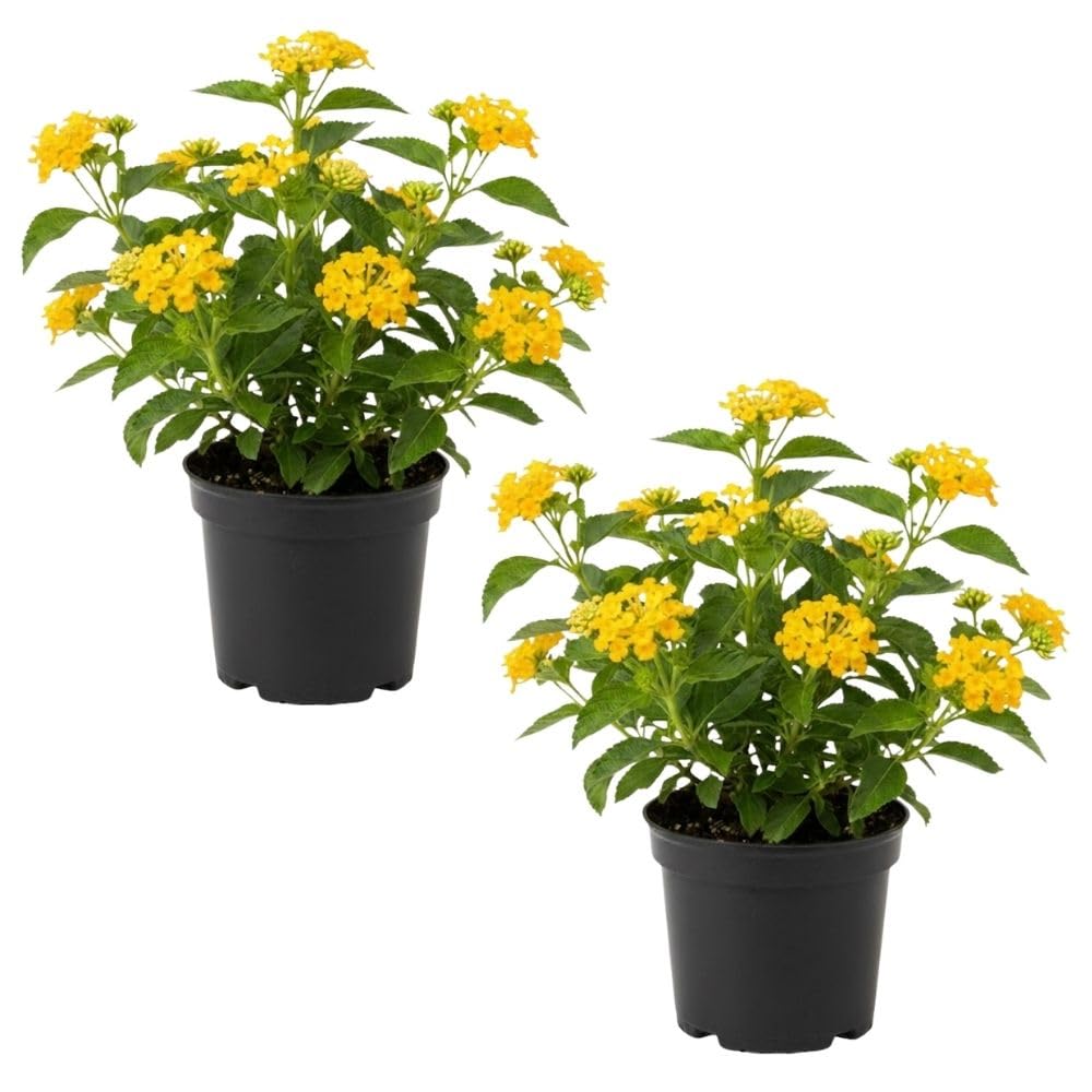 Set 2 Yellow Lantana Live Plant 4-6 Inches Tall