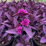 3 Purple Tradescantia Wandering Jew Live Plants, Houseplant, 4-6 Inch Tall