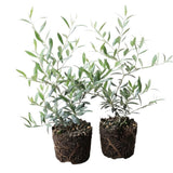 2 Arbequina Olive Live Plants, Fruit Tree, 4-6 Inch Tall