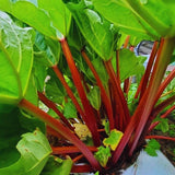 4 Rhubarb Plants Live, Patio Container Plant, 3-5 Inch Tall
