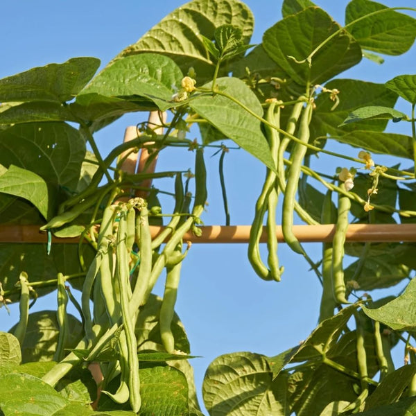 Green Bean Live Plants in 4" Pot, 3-6" Seedlings, Vegetable Starter Plants