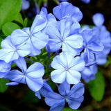 3 Blue Plumbago Live Plants, Well-Rooted Starter Plant, 5-7 Inch Tall