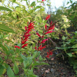 Pineapple Live Salvia Sage Plant, Perennial Plant, 2-3 Inch Tall