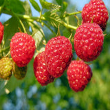 2 Caroline Red Raspberry Live Plants, Berry Bush Plant, 4-6 Inch Tall