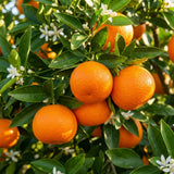 Tangerine Tree Live Plant, Sweet Seedless Citrus Tree, 2-3 Ft Tall