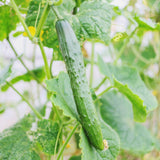 Cucumber Vine Live Plant, Garden Vine Plant, 4 Inch Pot