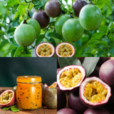 Purple Passionfruit Live Plant, Starter Plant, 4-6 Inch Tall
