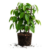 Black Pepper Plant, 4-6 Inch Tall, Piper Nigrum Vine Plants