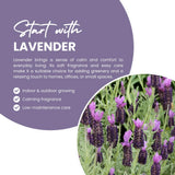 2 Spanish Lavender Plants, Lavender Plants Live, 4-8 Inch Tall