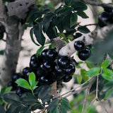 Black Jaboticaba Tree Plant Live, Live Starter Plant, 1 Ft Tall
