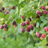 2 Purple Raspberry Live Plants, Indoor Outdoor Plant, 4-6 Inch Tall