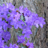 Purple Azalea Plant Live in Pot - 6-10 Inch Tall Azalea Shrub