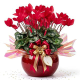 Red Cyclamen Plant Live, Indoor Outdoor Flower, 4 Inch Pot