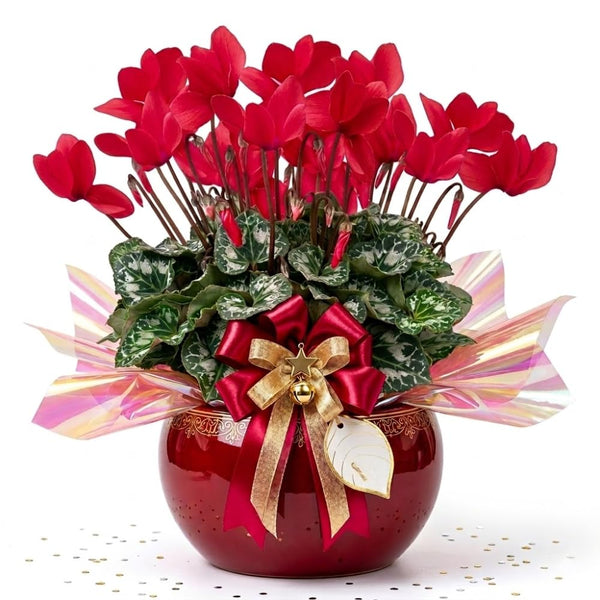 Red Cyclamen Plant Live, Indoor Outdoor Flower, 4 Inch Pot