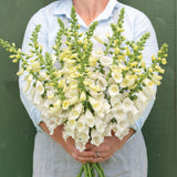2 White Foxglove Plants Live, 2-6 Inch Tall, 3 Inch Pot