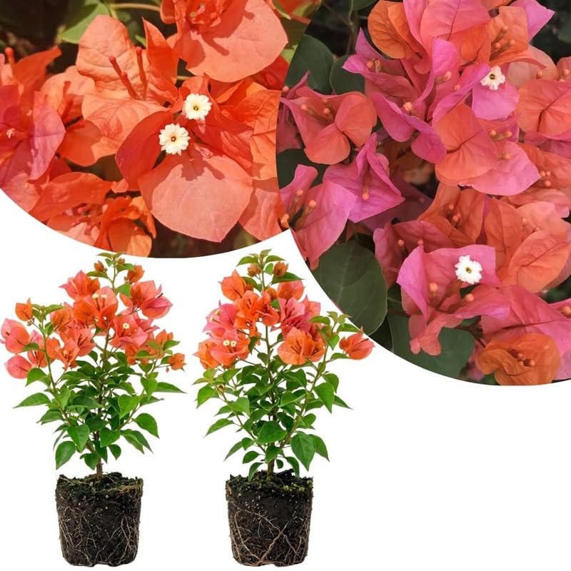 2 Orange Bougainvillea Live Plants, Fence Trellis Vine, 4-7 Inch Tall