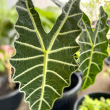 Deep Green Alocasia Live Plant, Rare Tropical Plant, 2-4 Inch Tall