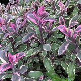 4 Tricolor Salvia Sage Bushes Plants Live, 4-6 Inch Tall