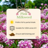 2 Pink Milkweed Live Plants, Asclepias Tuberosa, 4-6 Inch Tall