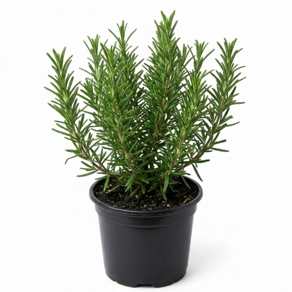 Live Rosemary Plant, Kitchen Herb Garden Plant, 4 Inch Pot