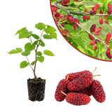 Red Mulberry Fruit Plant Live 6-8 Inches Tall