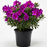 Purple Azalea Plant Live in Pot - 6-10 Inch Tall Azalea Shrub