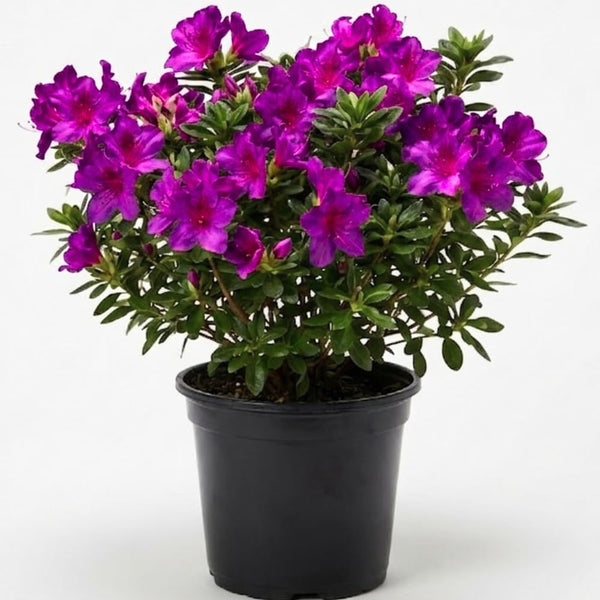 Purple Azalea Plant Live in Pot - 6-10 Inch Tall Azalea Shrub