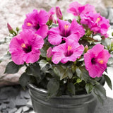Hibiscus Plant Live, Indoor Outdoor Plant, 4-6 Inch Tall