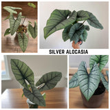 2 Silver Live Alocasia Plants, Ready to Grow Plant, 4-6 Inch Tall