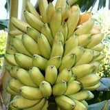 Sweet Banana Plant Live, Sweet Fruit Banana Tree 4-7 Inch Tall