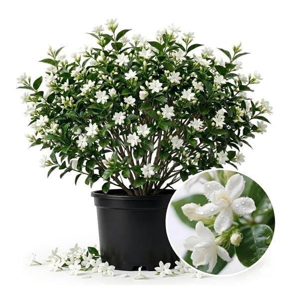 White Star Jasmine Vine Live Plant, 7-10 Inch Tall, 3 Inch Pot