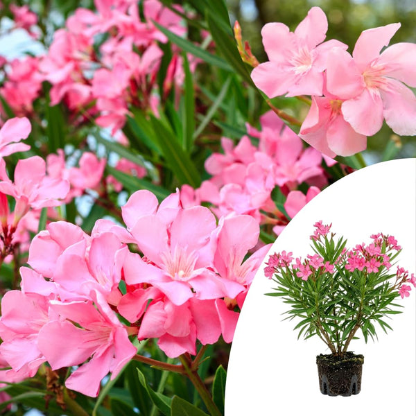 Pink Oleander Live Plant, Home Garden Plant, 4-6 Inch Tall